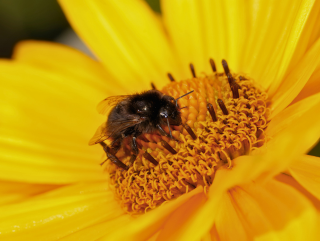 Peacefully Coexist with Bees and Wasps This Summer